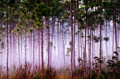 Mist Among Pine Trees