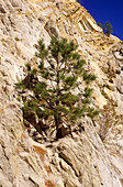 A Pine Tree Growing out of a Rock Cliff