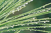 Raindrops on Pine needles