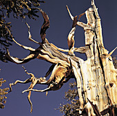 Bristlecone Pine (Pinus aristata)