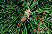 Male and Female Pine Cones