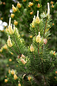 Scotch pine cones
