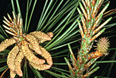 Male and Female Pine Cones