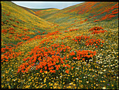 Field of California poppies and daisies