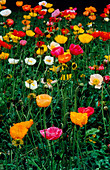 Iceland poppies