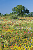 Wildflowers