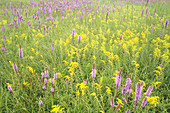 Blazing Star and Goldenrod in Prairie