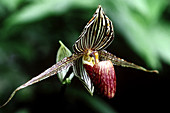Bornean Slipper Orchid
