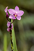 Malaysian Orchid