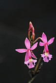 Epidendrum ibaguense