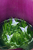 Neoregelia hybrid (Bromeliacea)