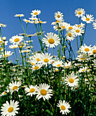 Ox-eye daisies