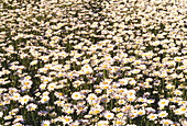 Ox-eye daisies