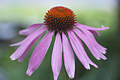 Purple coneflower (Echinacea purpurea)