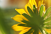 Black-Eyed Susan Flower