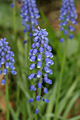 Grape Hyacinths