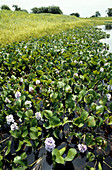 Water Hyacinths,Brazil
