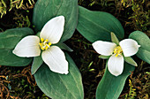 Snow Trillium