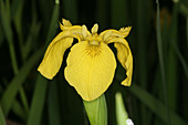 Yellow Iris