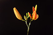 Tiger Lily flower opening (part of a series