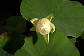 American Lotus (Nelumbo lutea) opening