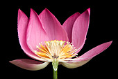 Sacred Lotus (Nelumbo nucifera)