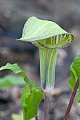 Jack-in-the-pulpit (Arisaema atrorubens)