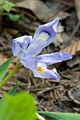 Crested Iris (Iris cristata)