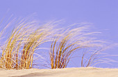 Dune Grass