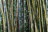 Bamboo (Phyllostachys atrovaginata)