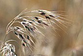 Cheatgrass (Bromus tectorum)