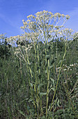 Winged Indian Plantain