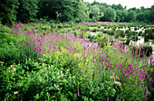 Purple Loosestrife (Lythrum salicaria)