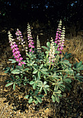 Santa Lucia Lupine