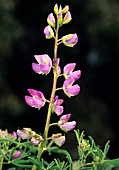 Bush Lupine