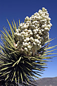 Joshua Tree (Yucca brevifolia)