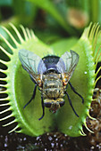 Venus flytrap (Dionaea muscipula) with fly