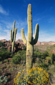Saguaro Cactus/Organ Pipe Cactus,Arizona