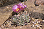 Turks Head Cactus