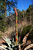 Century Plant With Fruiting Stalk