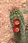 Claret Cup Cactus