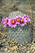 Flowering Fishhook Cactus