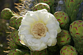 Saguaro Cactus (Carnegiea gigantea)