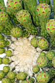 Meristem growth in a Saguaro Cactus