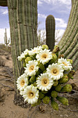 Saguaro Cactus Blossoms