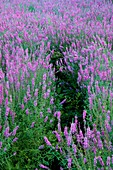 Purple loosestrife