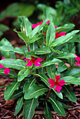 Madagascar periwinkle