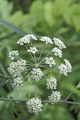 Water Hemlock