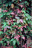 Poison oak leaves