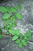 Poison Oak